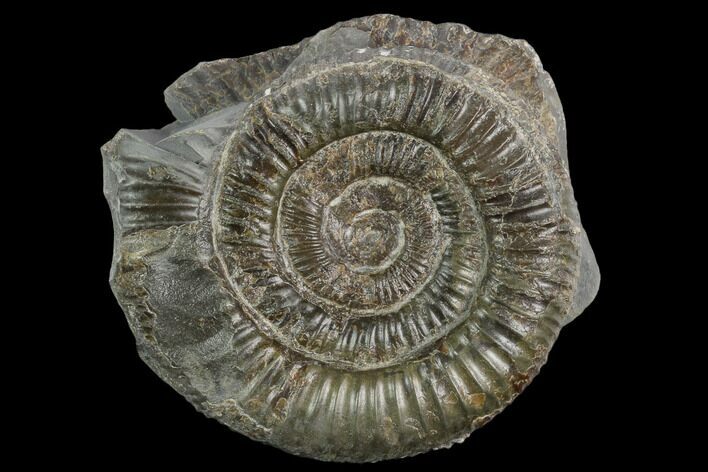 Ammonite (Dactylioceras) Fossil - England #127489